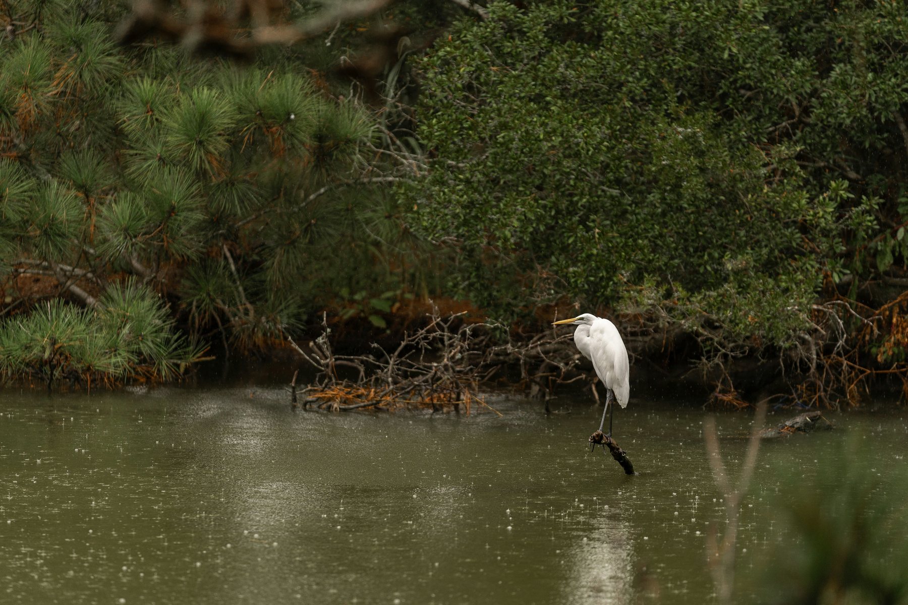 Marsh and waterfowl at Chincoteague National Wildlife Refuge