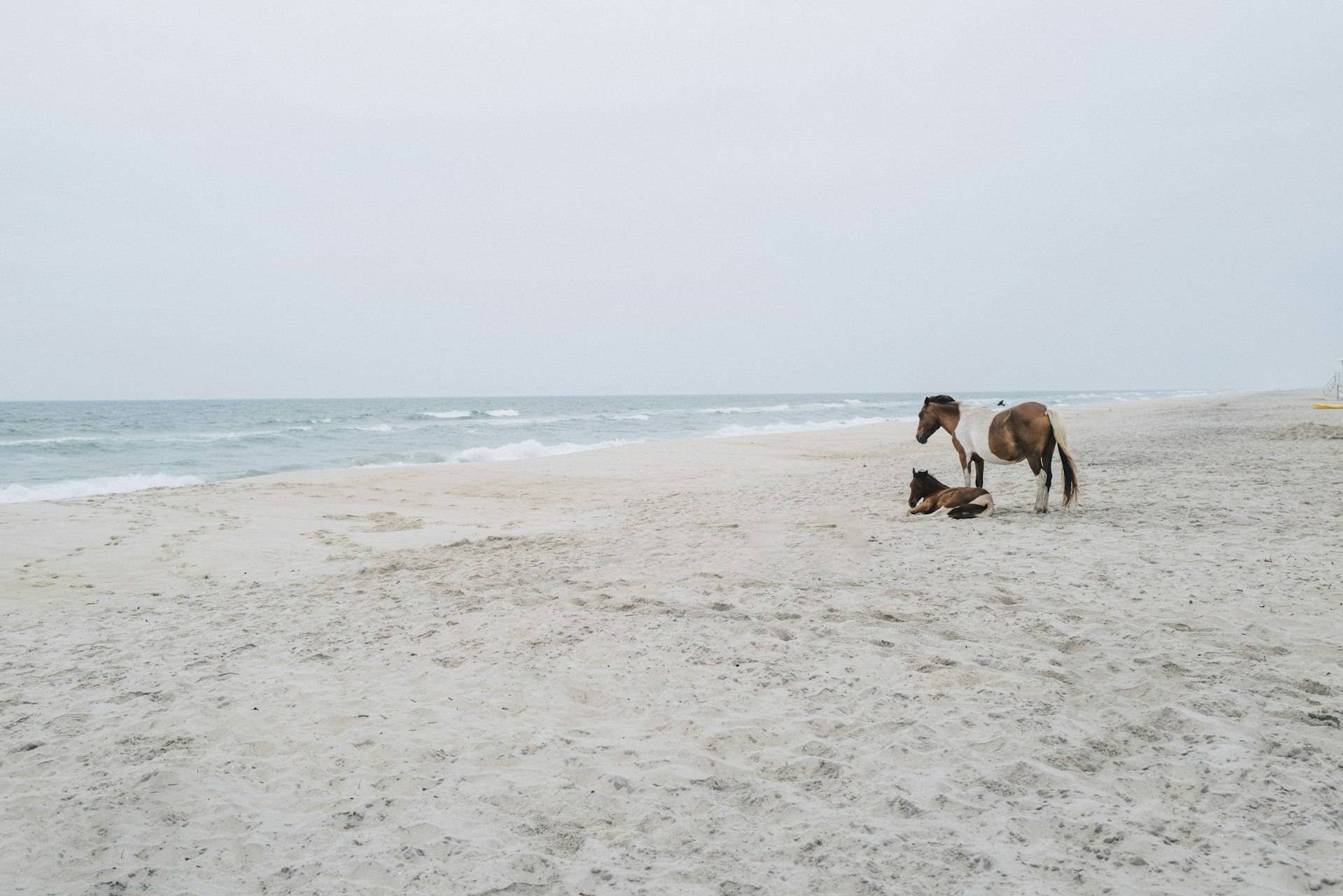 Wild horses on the beach at Assateague Island National Seashore