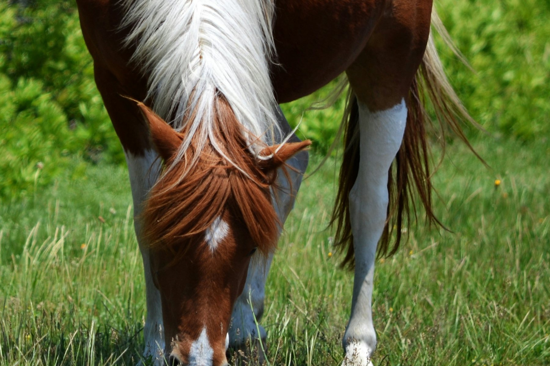 Assateague wild horse grazing in a marsh