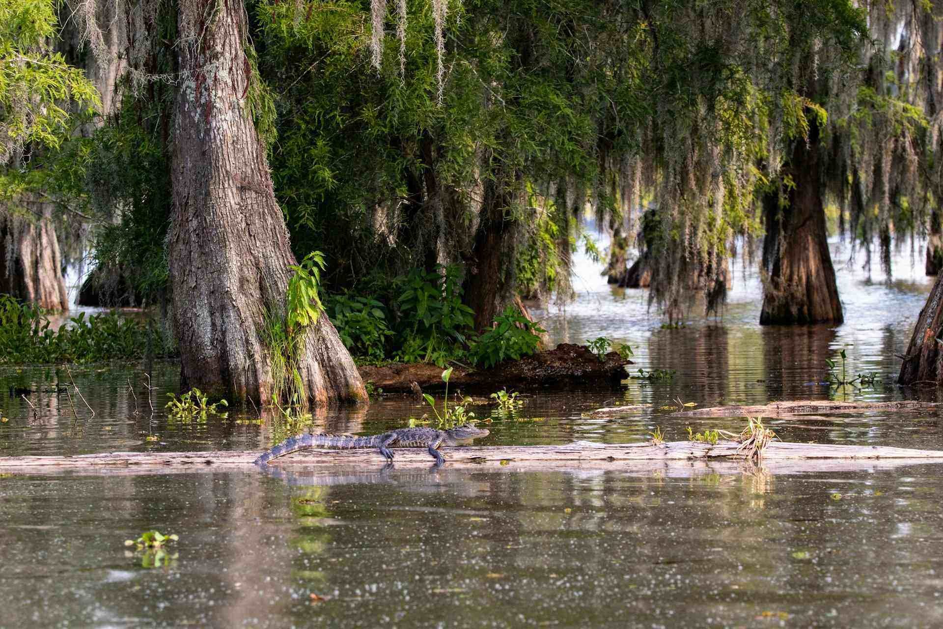 Cypress wetland at Lake Martin near Breaux Bridge, Louisiana