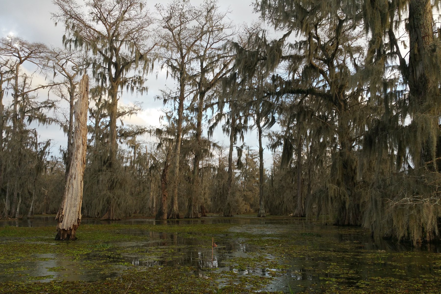 Lake Martin cypress swamp with egrets