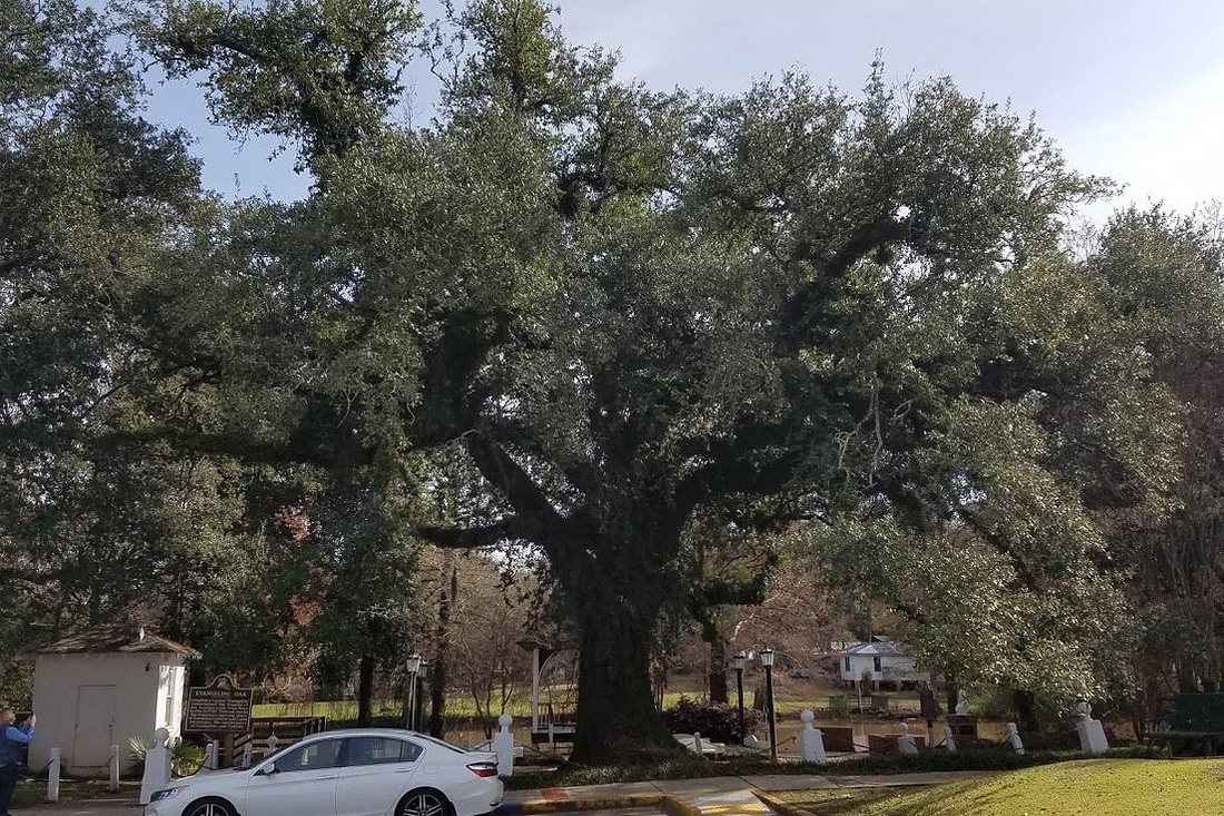 Evangeline Oak in St. Martinville