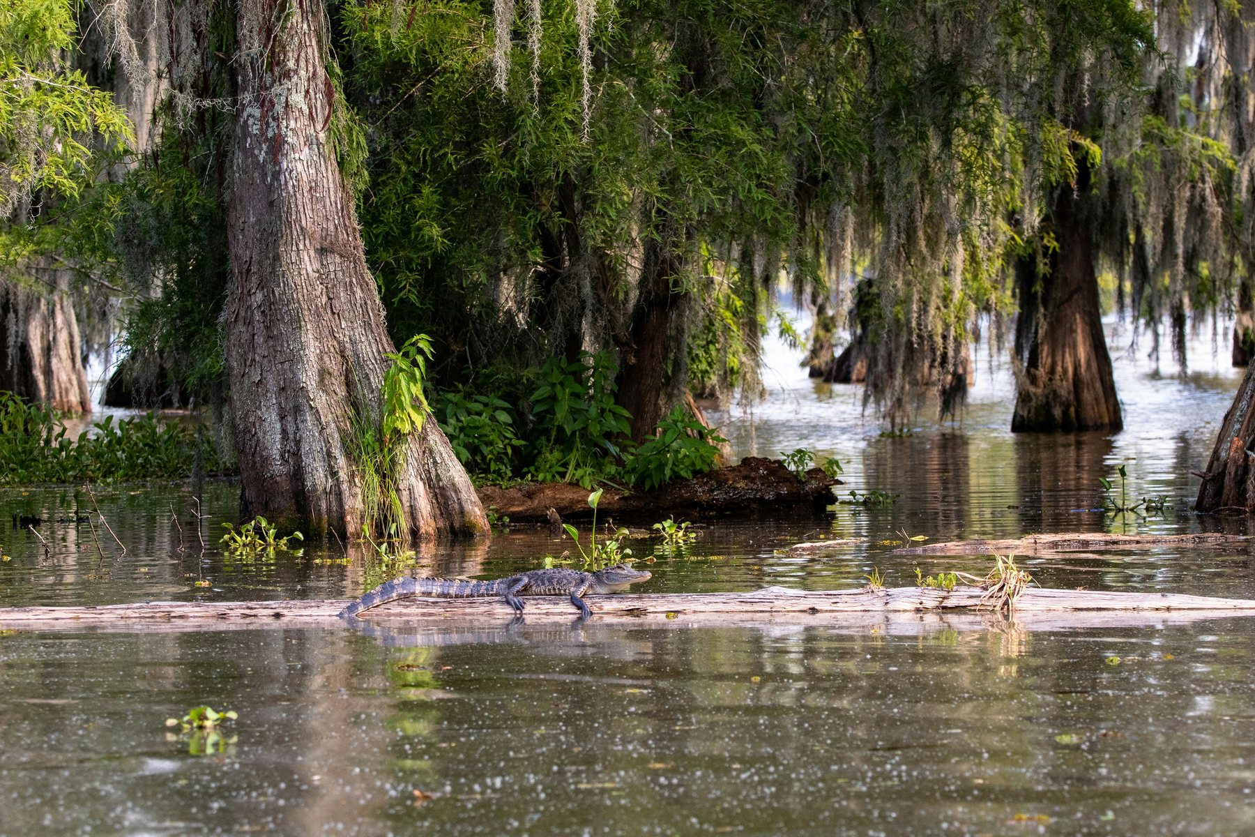 Swamp tour boat among cypress trees