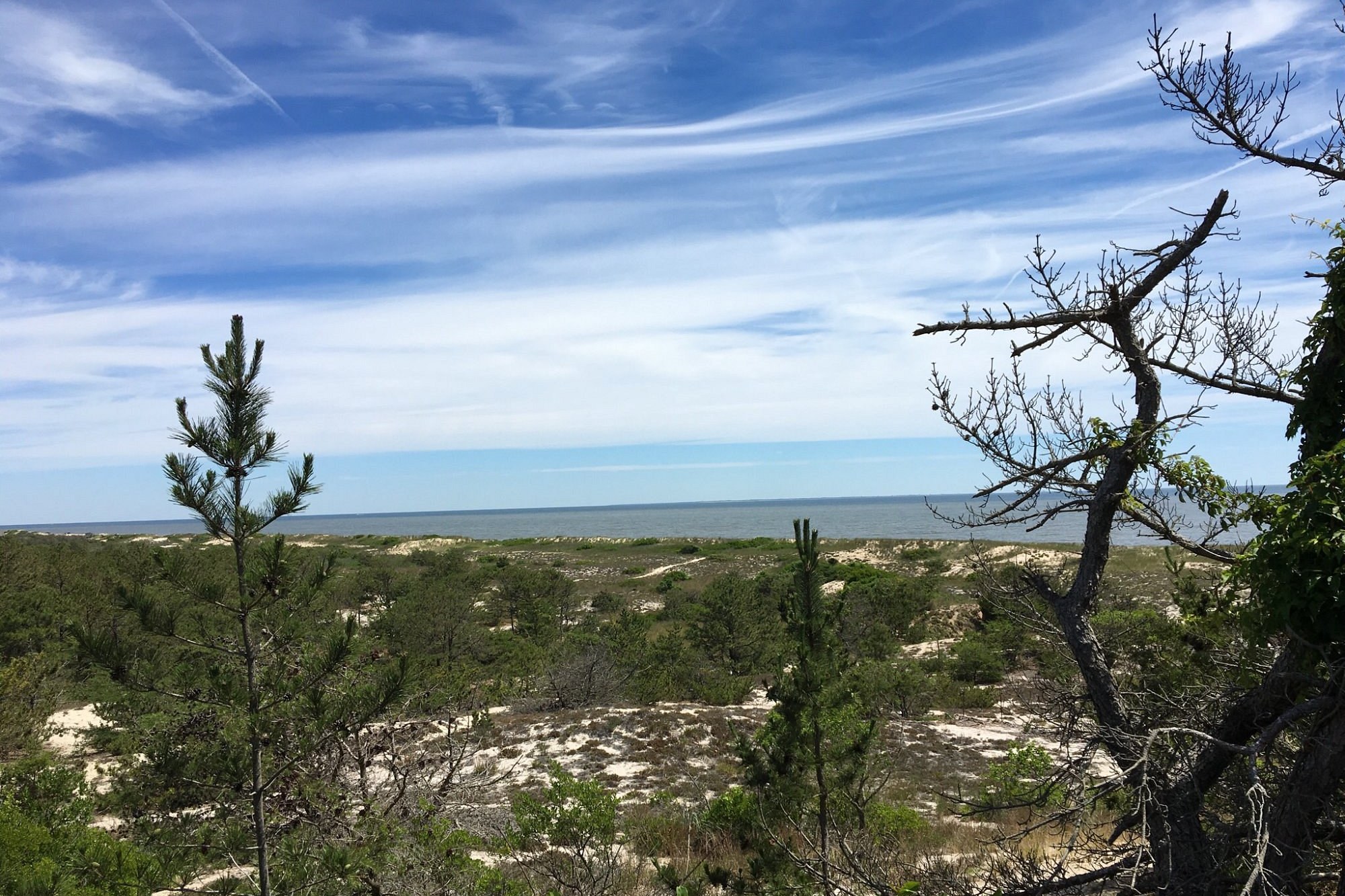 Dunes and pines above the bay at Cape Henlopen