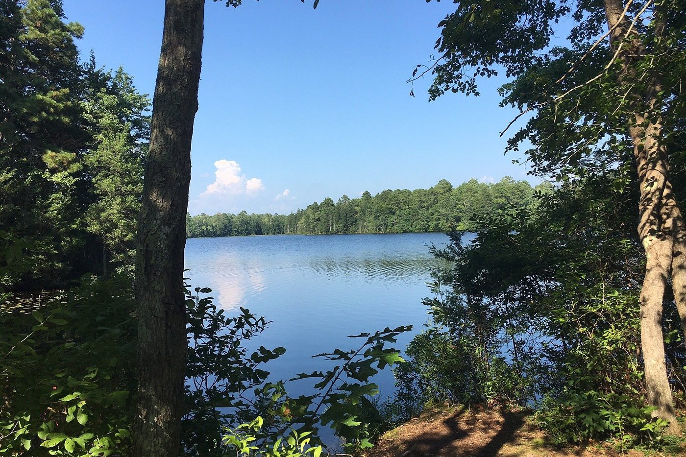 Lake Nummy framed by pines in Belleplain State Forest