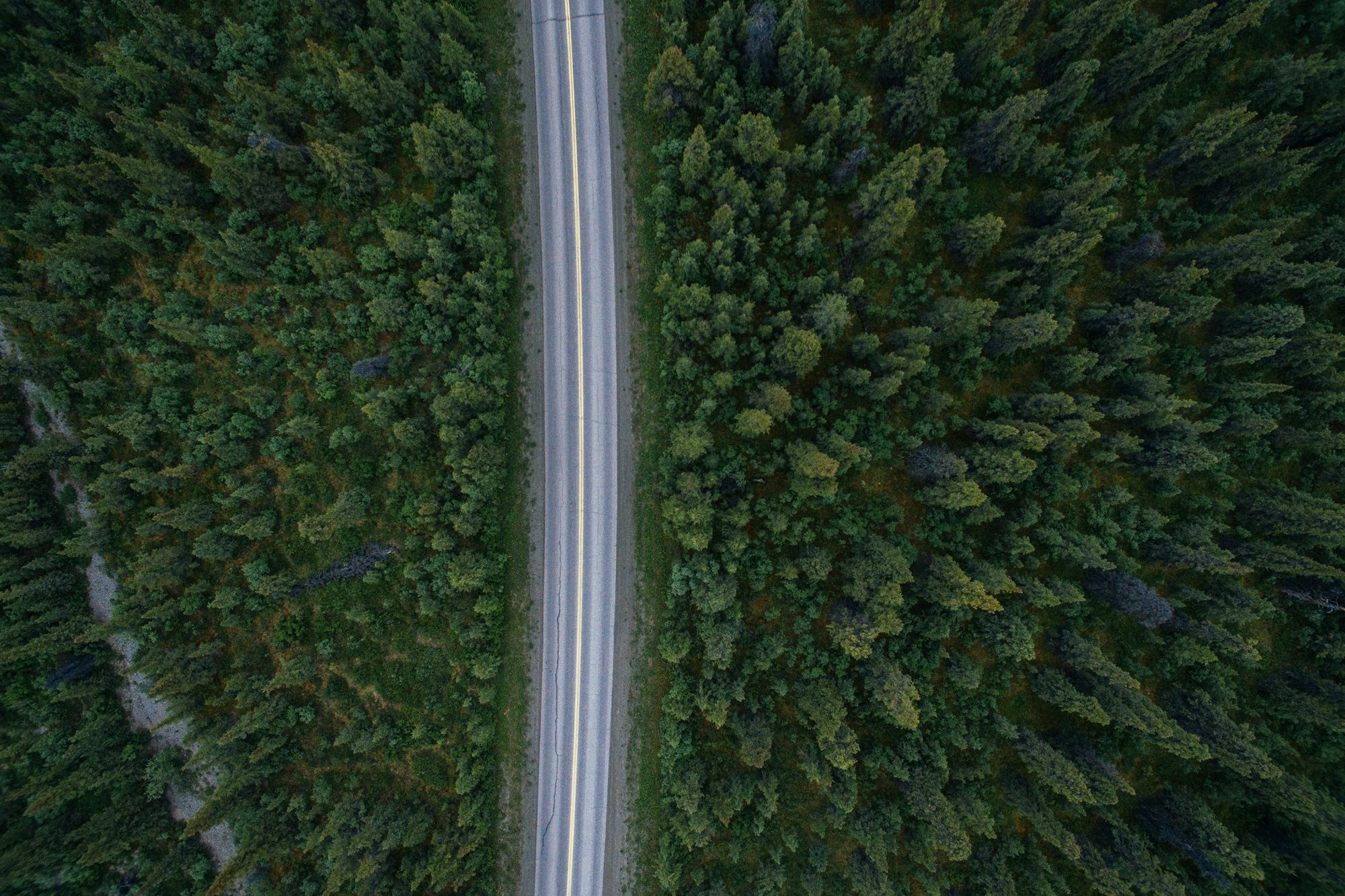 Denali Park Road