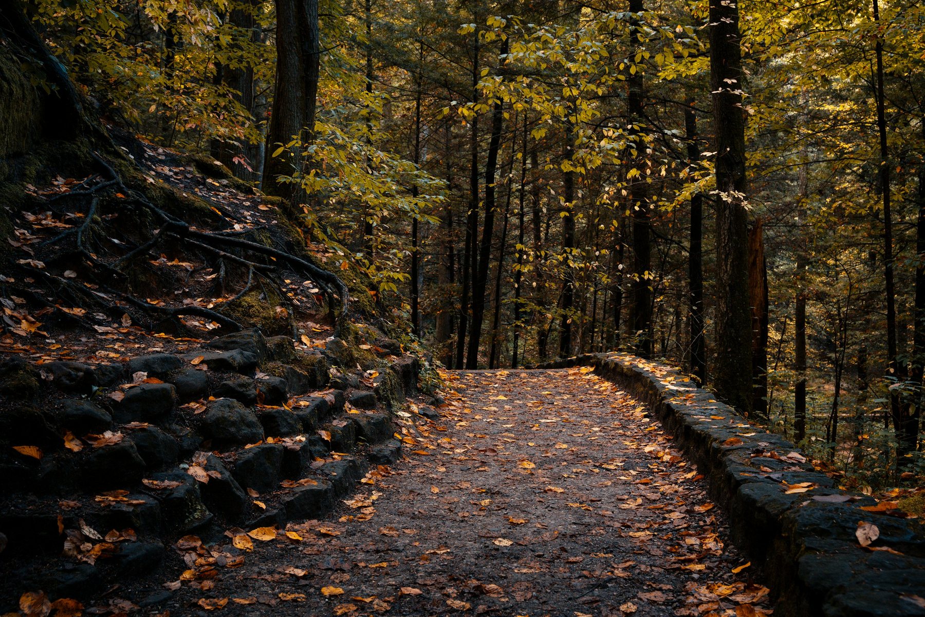 Forest trail in Hocking State Forest