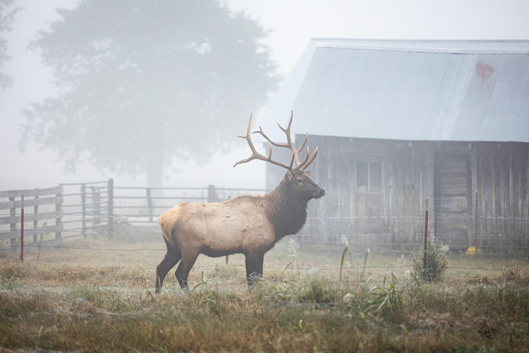 Elk in Boxley Valley, Arkansas