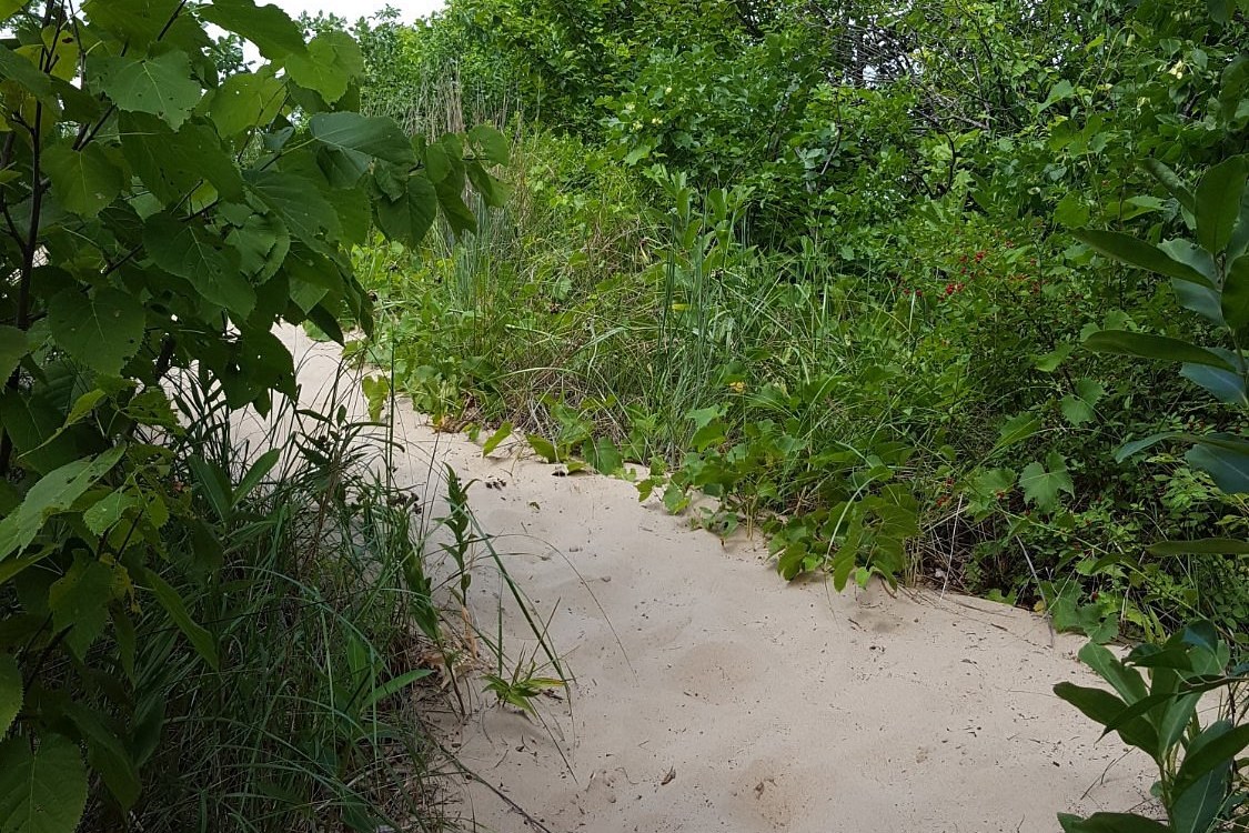 Sand path through dune brush