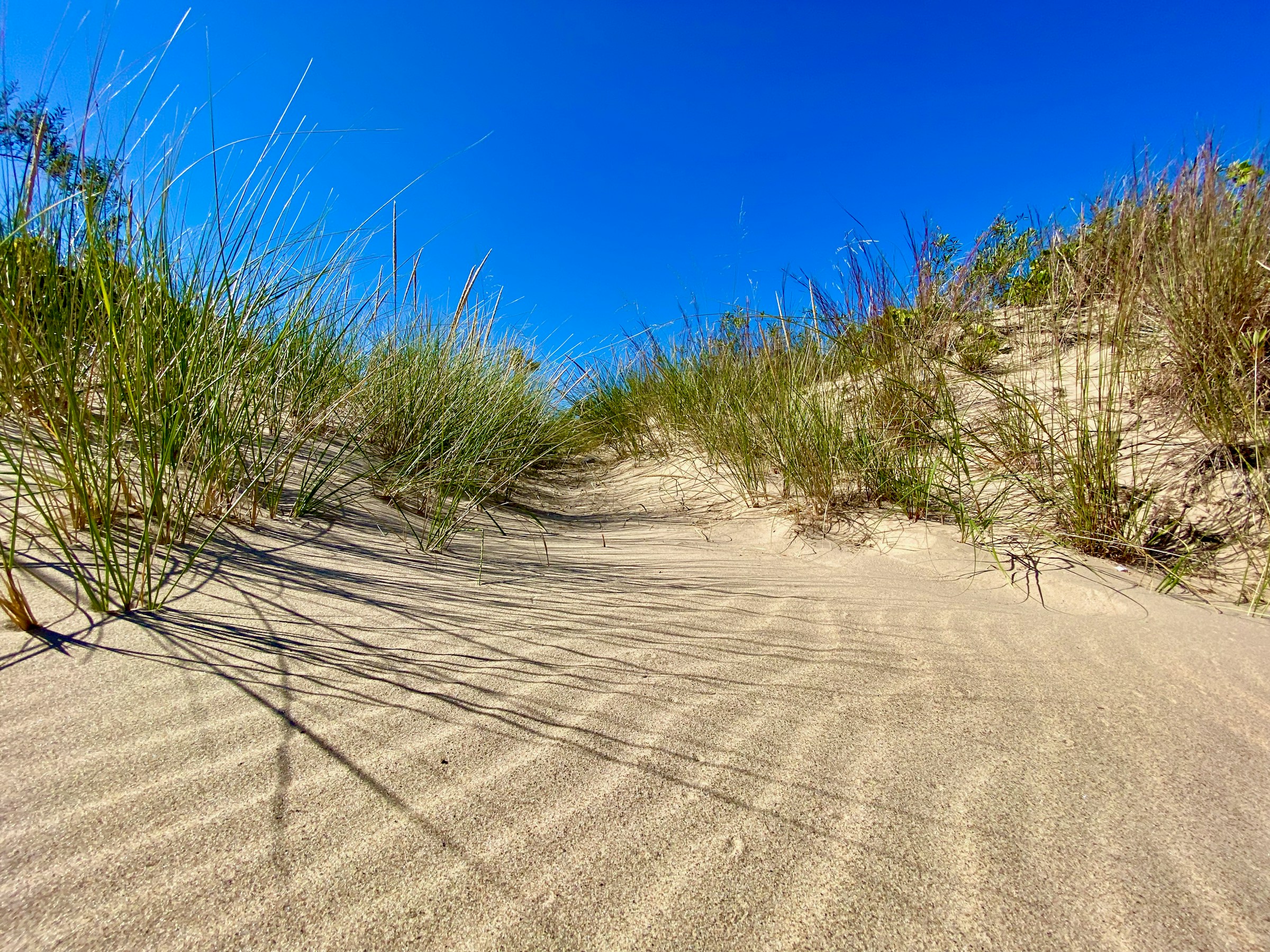 Sand dunes and Lake Michigan shoreline at Indiana Dunes