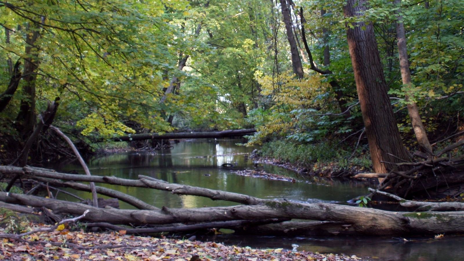Little Calumet River at the Heron Rookery