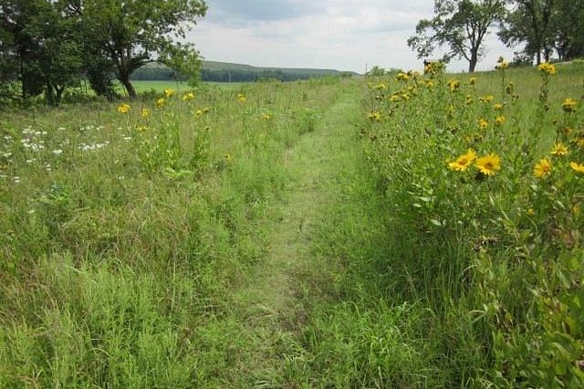 Mowed trail through tallgrass prairie