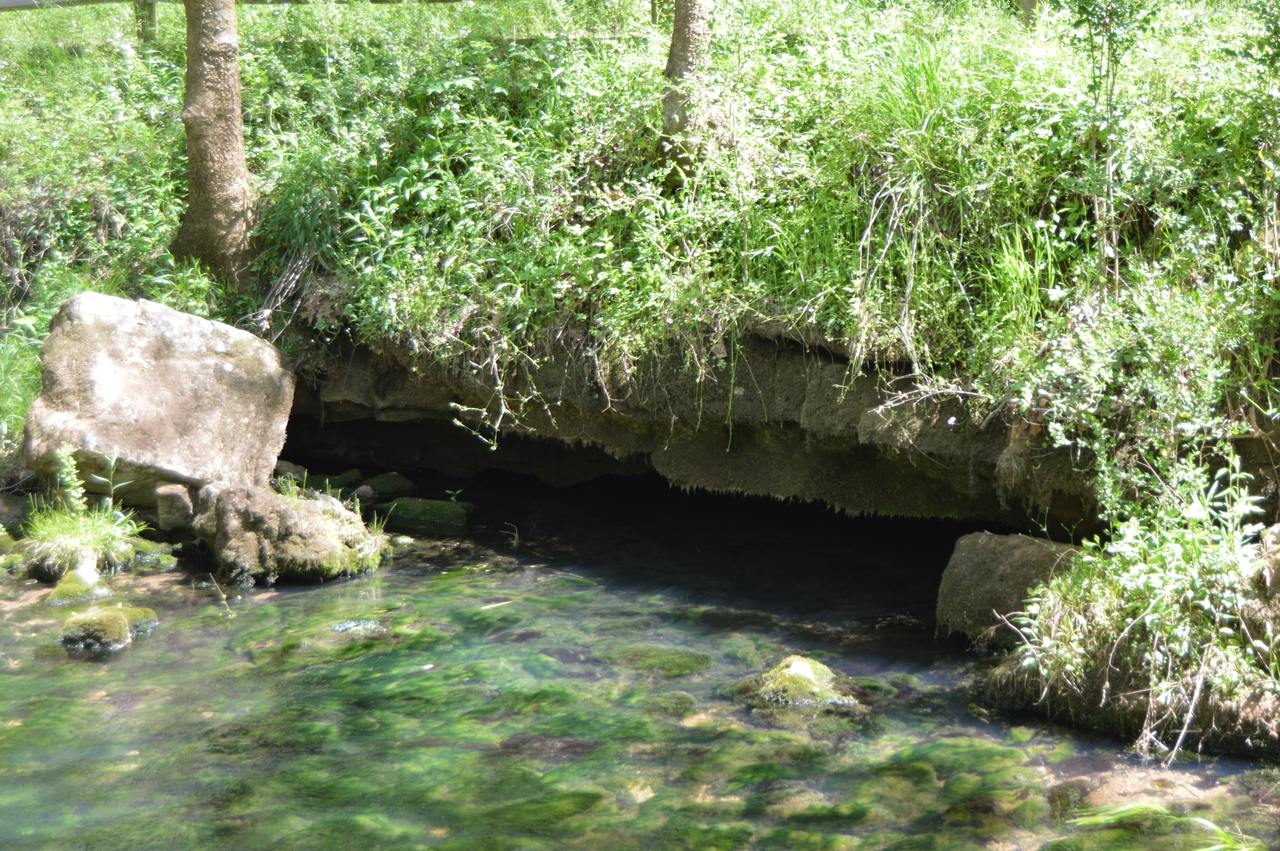 Buzzard Roost Spring flowing out from under a mossy rock ledge