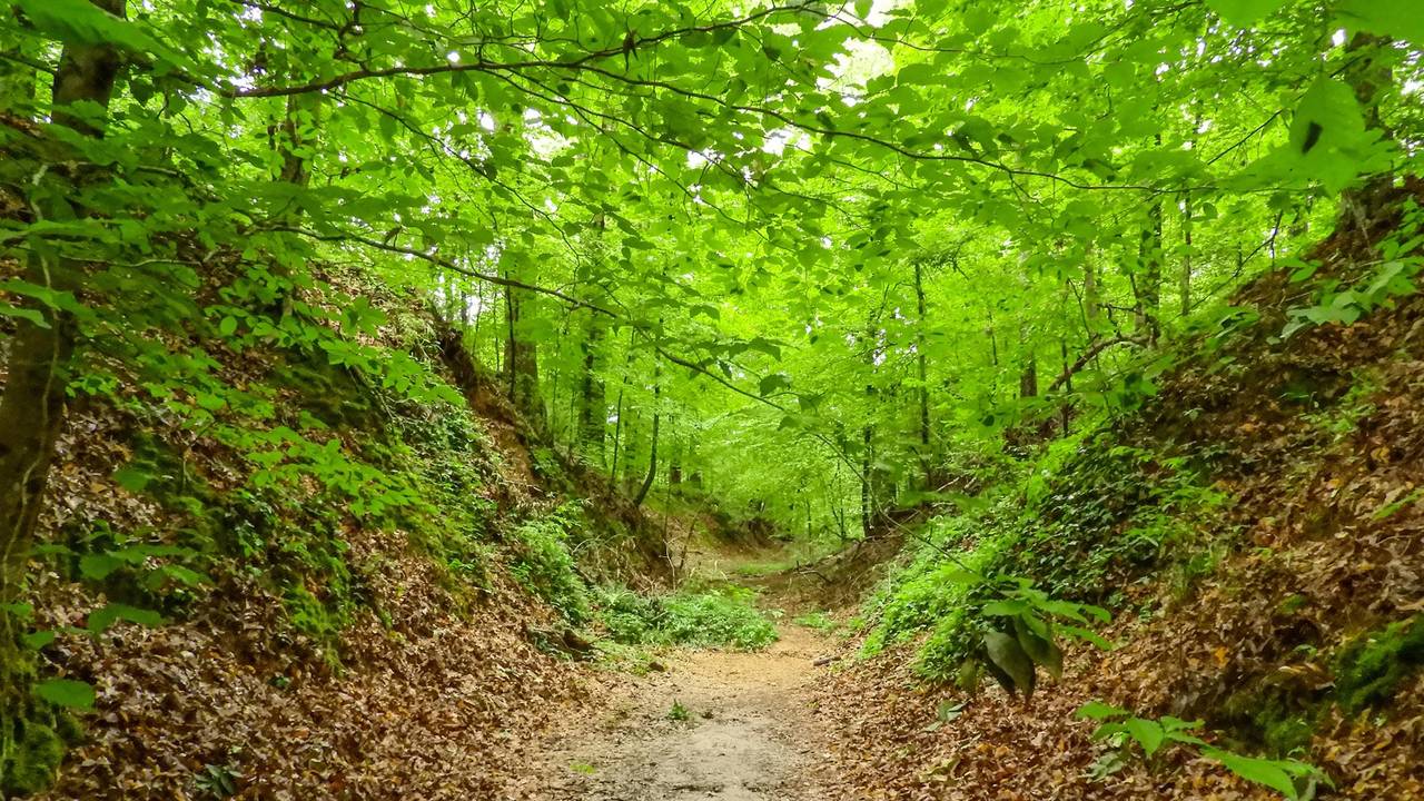 Worn sunken section of the old Natchez Trace