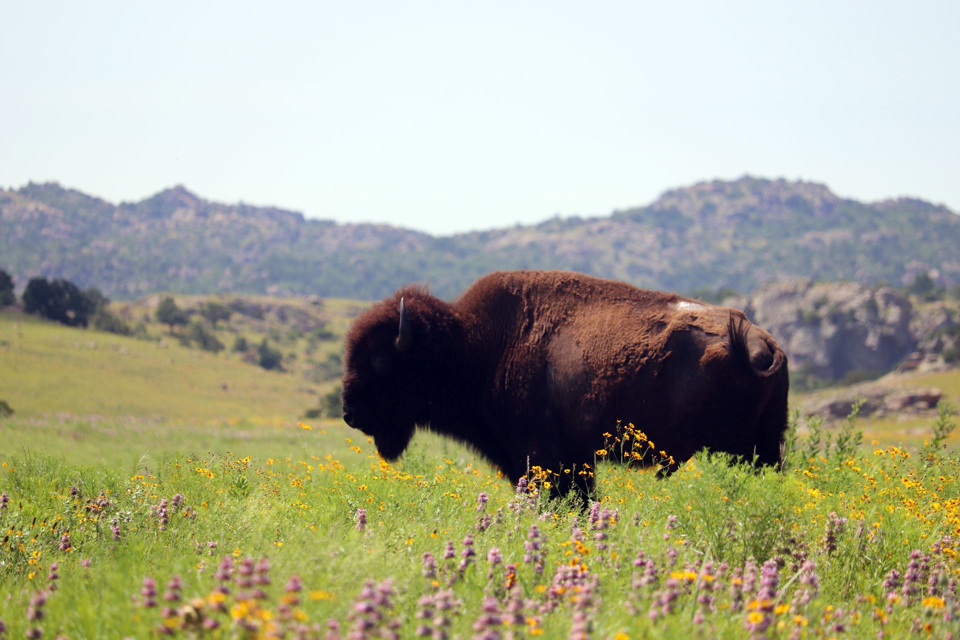 Bison grazing in the Wichita Mountains Wildlife Refuge