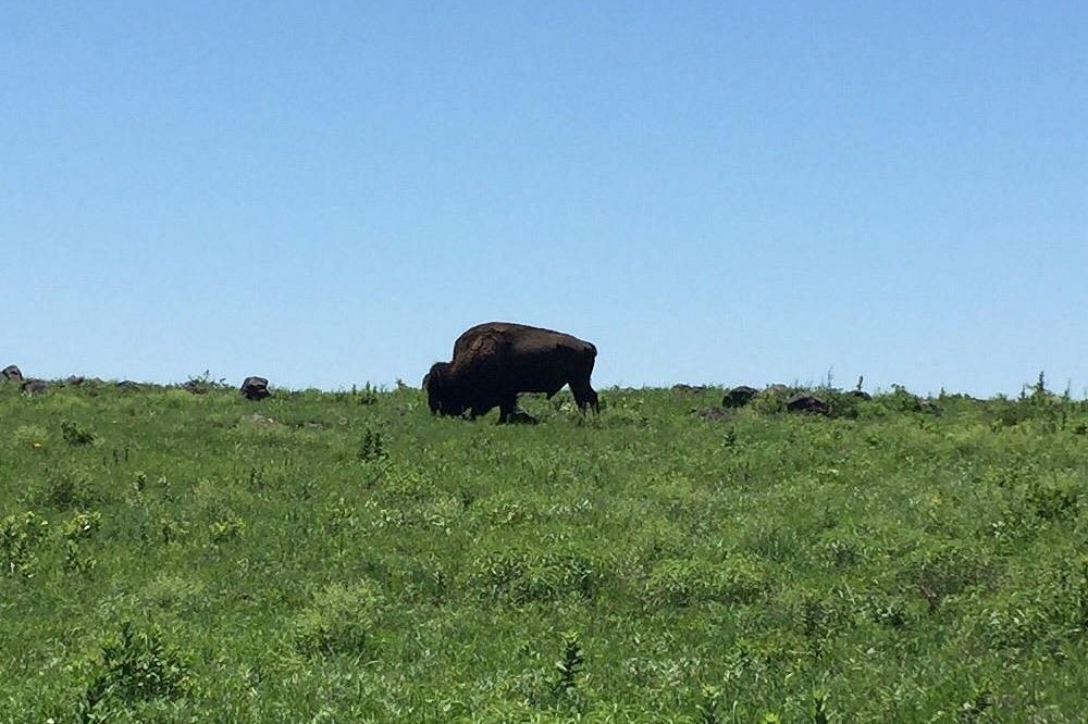 A bison grazing on prairie grass in the refuge