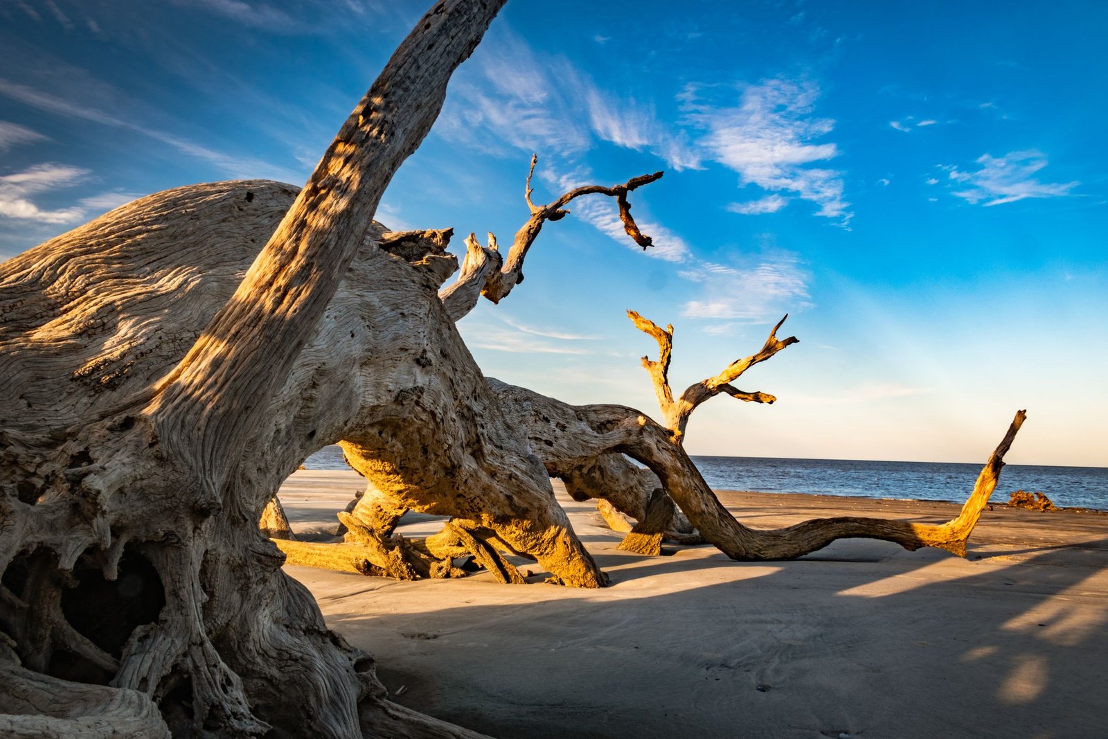 Driftwood on Jekyll Island’s beach at sunset