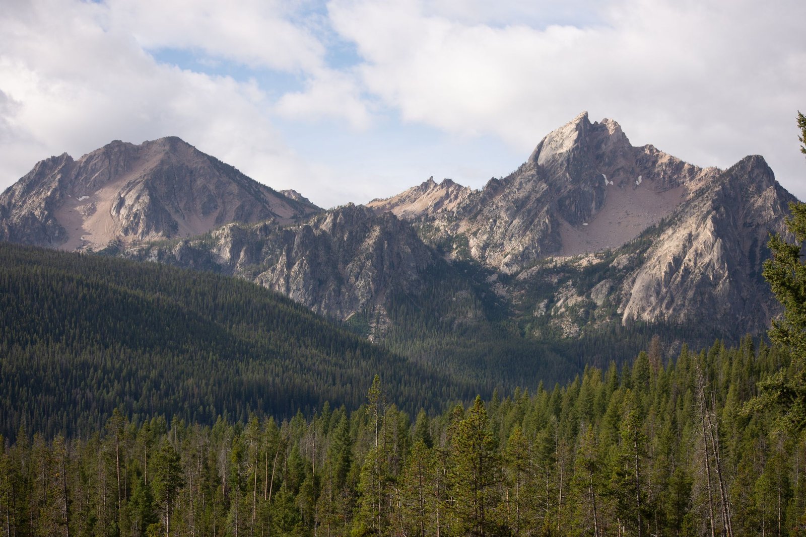 Evergreen forest below the Sawtooth Mountains near Stanley, Idaho