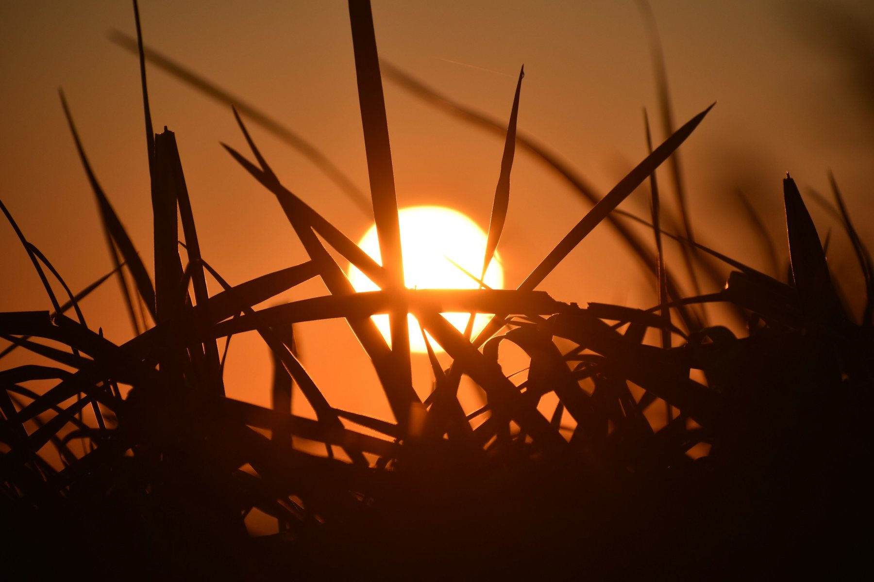 Deer in Big Meadows at sunrise in Shenandoah