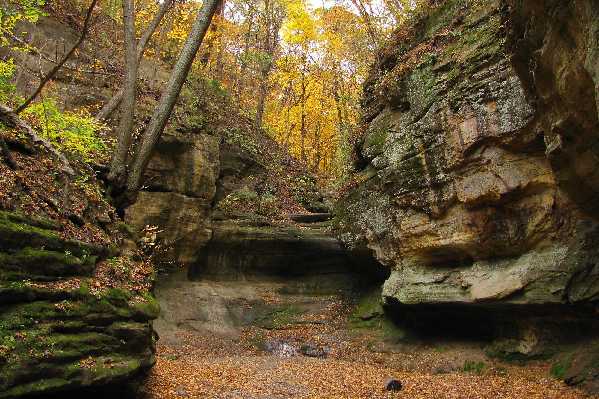 Autumn color on the bluffs