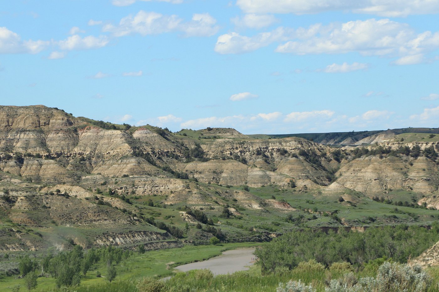 Cottonwood trees along the Little Missouri River