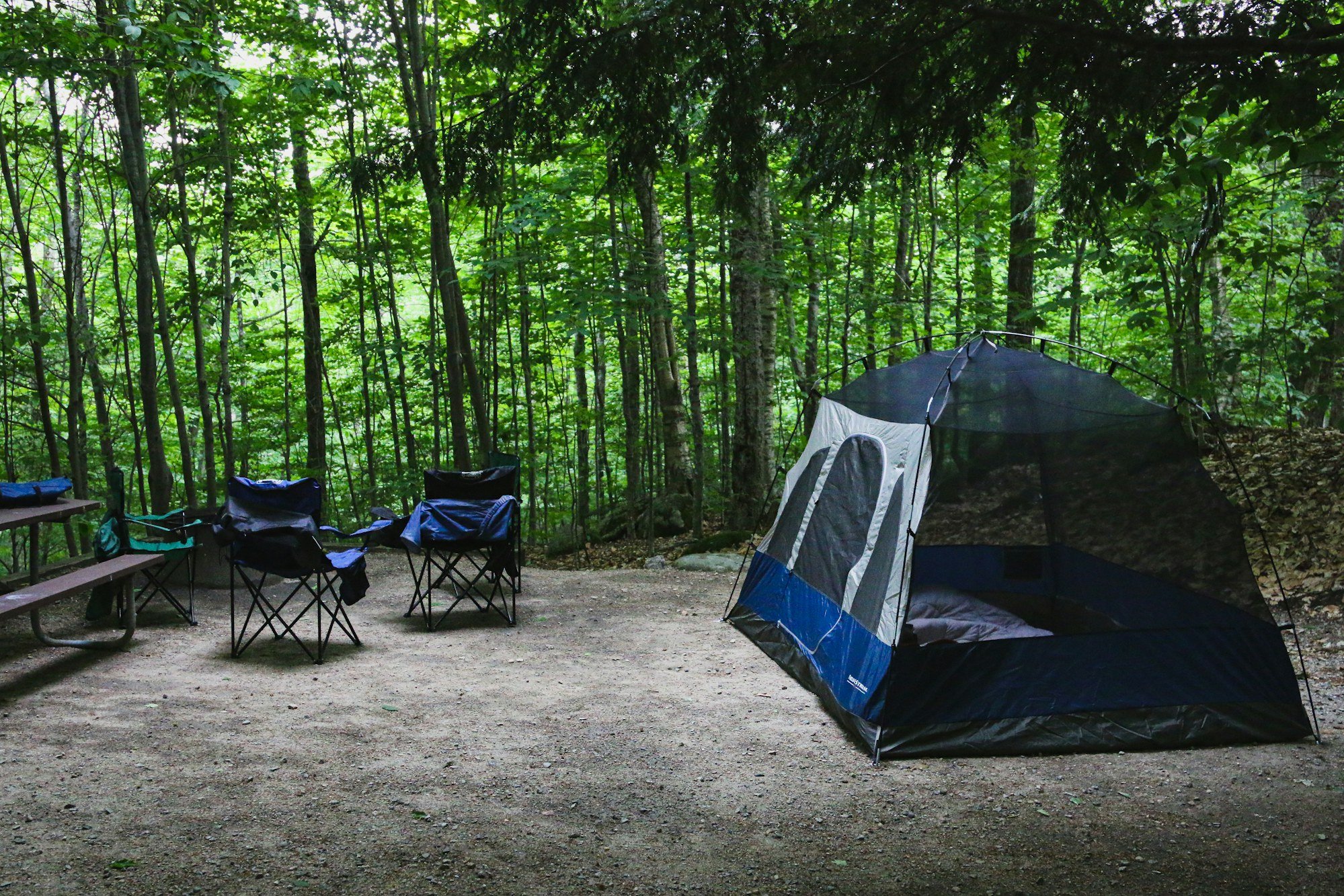 Forest campsite at Lafayette Place
